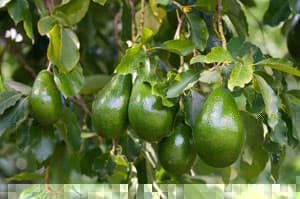 Avocado Herkunft
