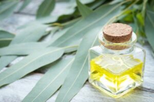 Eukalyptusöl als Erkältungsmedizin
