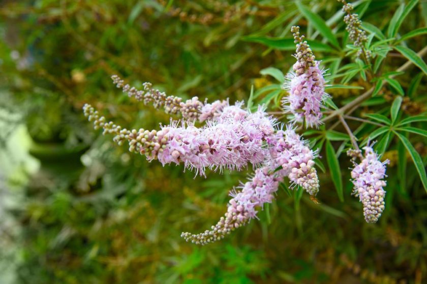 Naturheilmittel Monchspfeffer Lust Auf Gesundheit