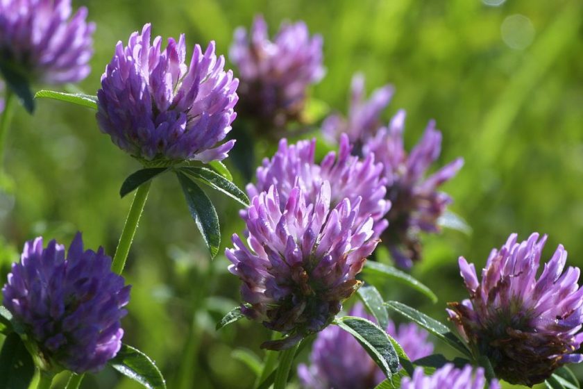 Die heimische Heilpflanze Rotklee Lust auf Gesundheit