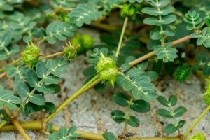 Samen von Tribulus Terrestris