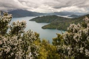 Südseemyrthe aus Neuseeland