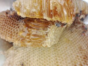 Welchen Honig esst Ihr am Liebsten